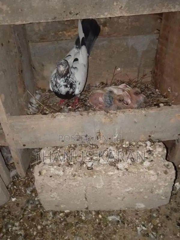 Timing Pigeons