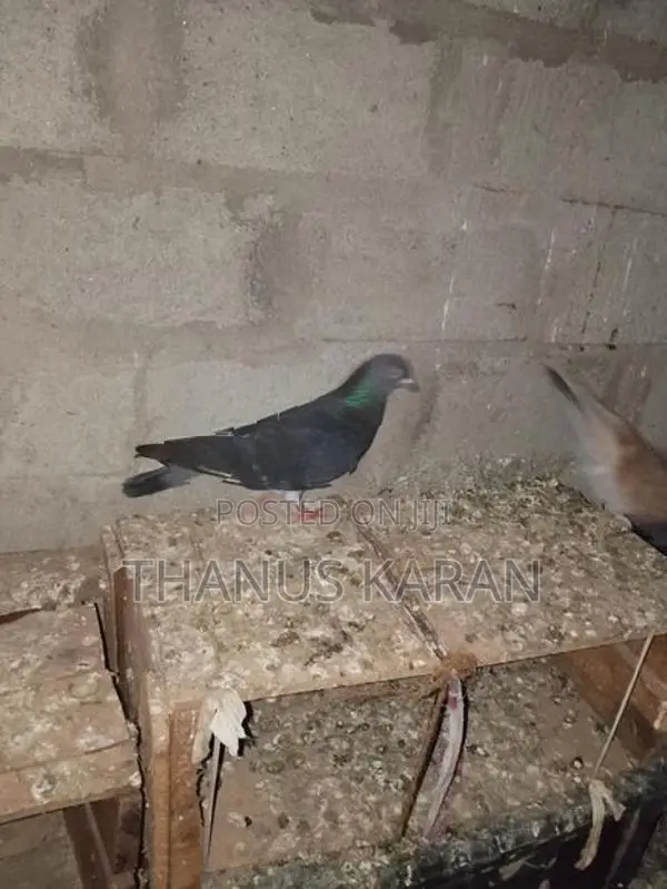 Timing Pigeons