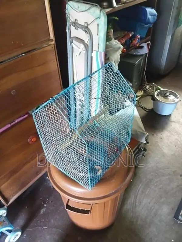 Bird Cage