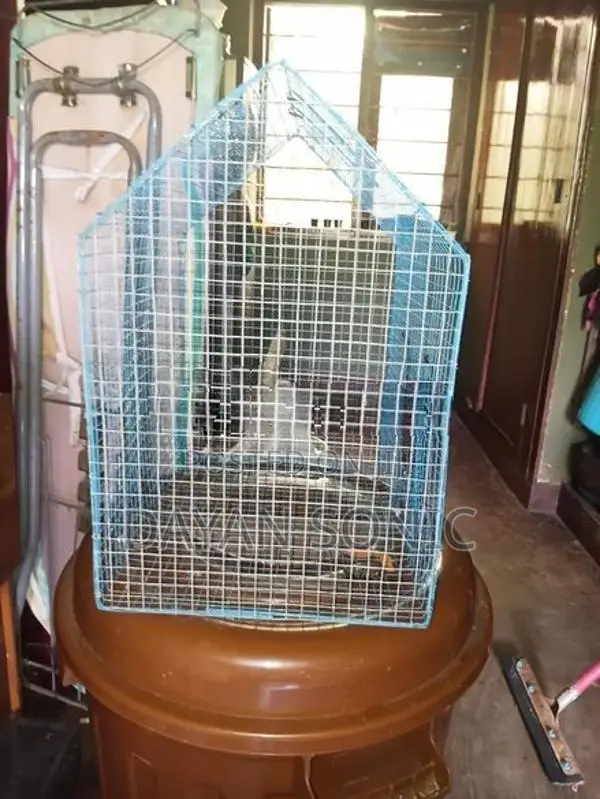 Bird Cage
