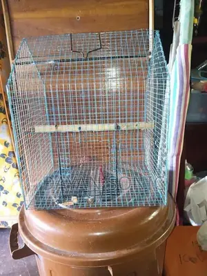 Bird Cage