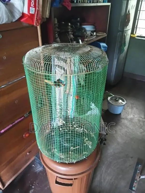 Bird Cage