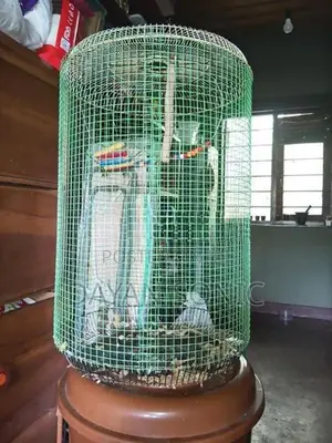 Bird Cage