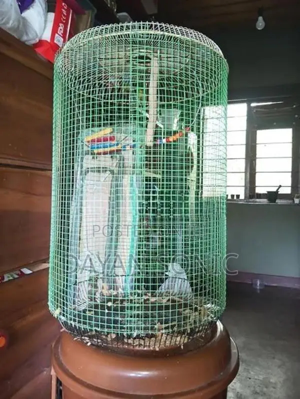 Bird Cage