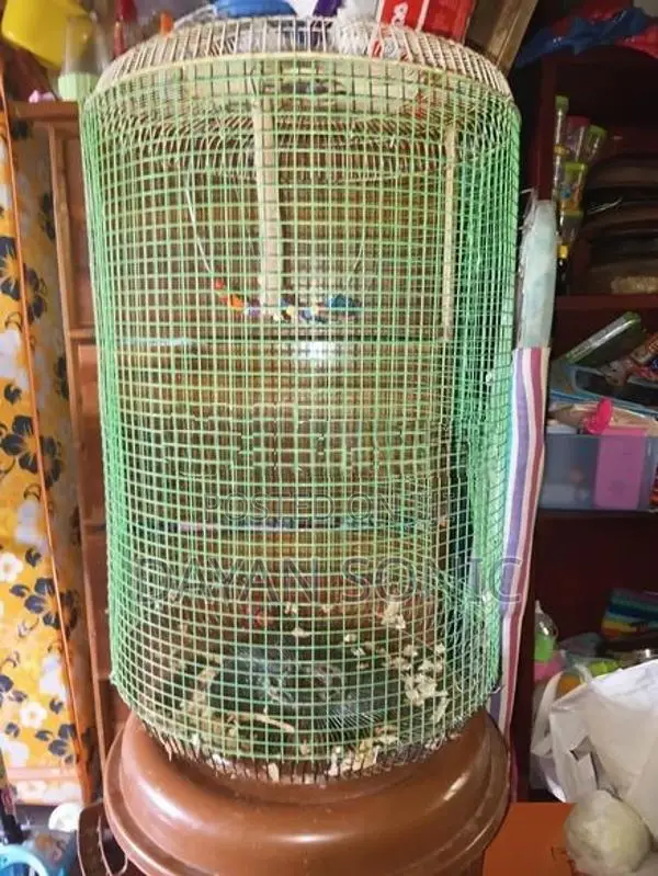 Bird Cage