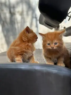 Persian Cat