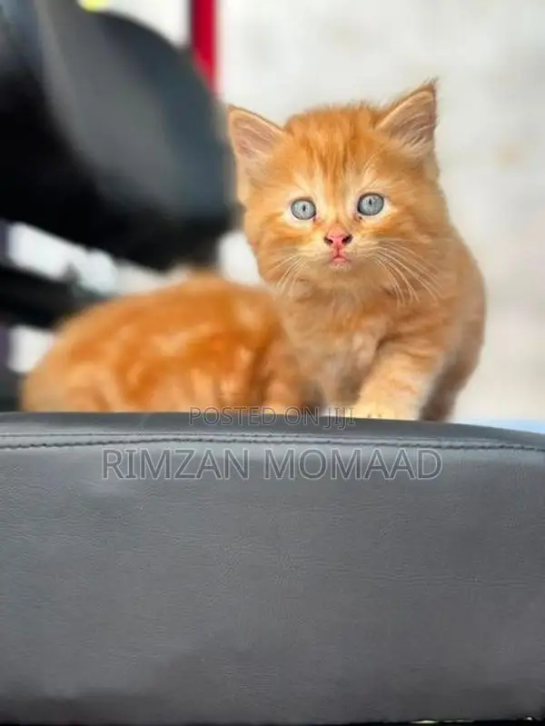 Persian Cat