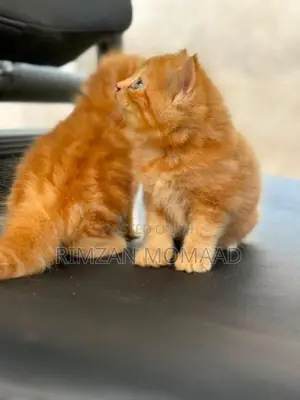 Persian Cat