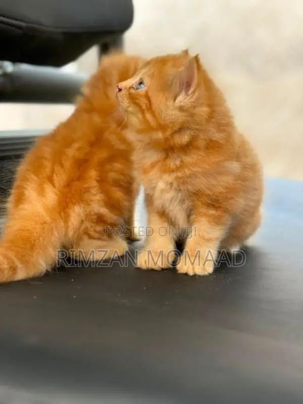 Persian Cat