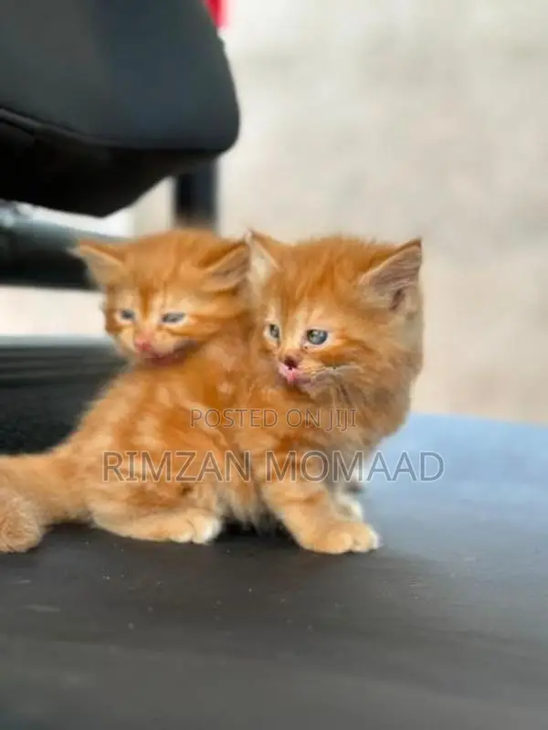 Persian Cat
