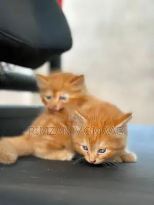 Persian Cat