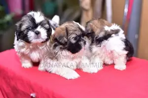 Shih Tzu Puppy