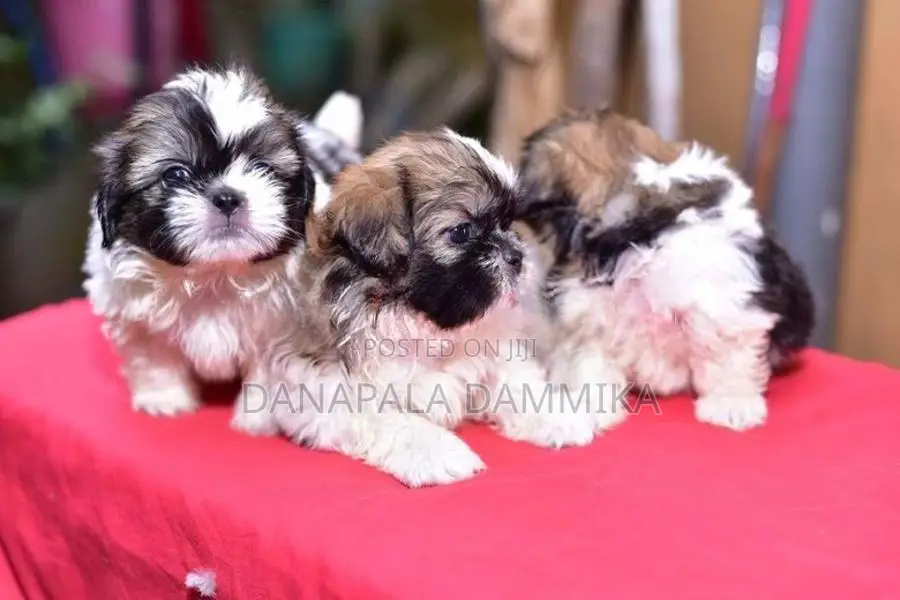 Shih Tzu Puppy
