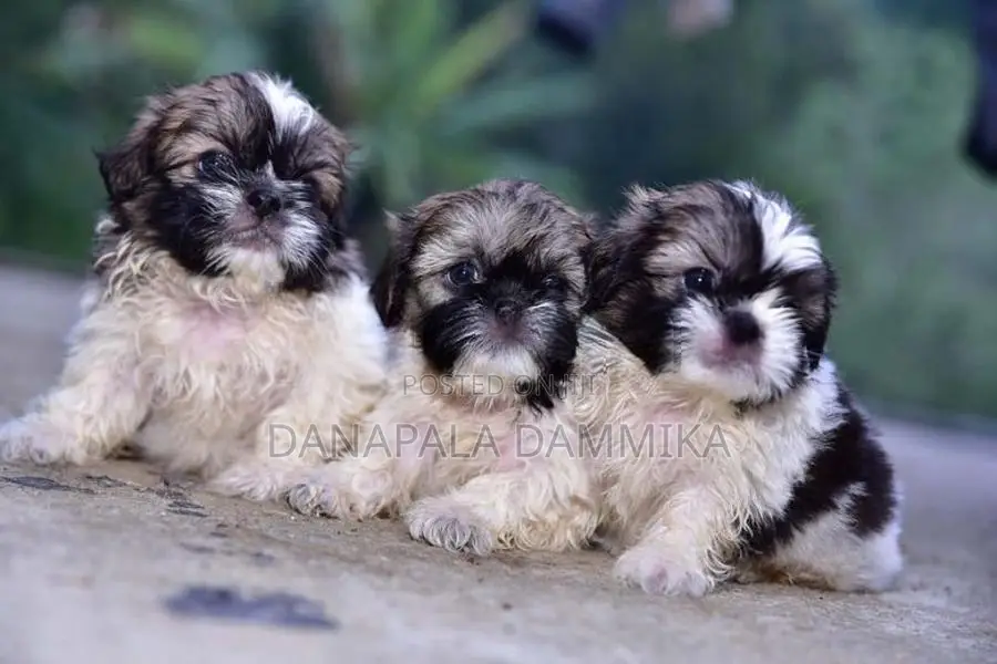 Shih Tzu Puppy