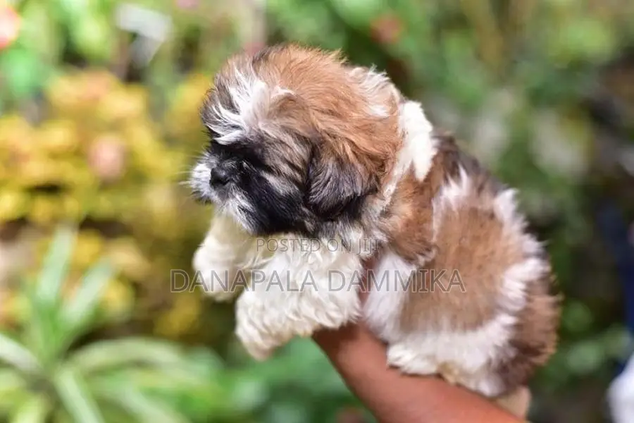 Shih Tzu Puppy