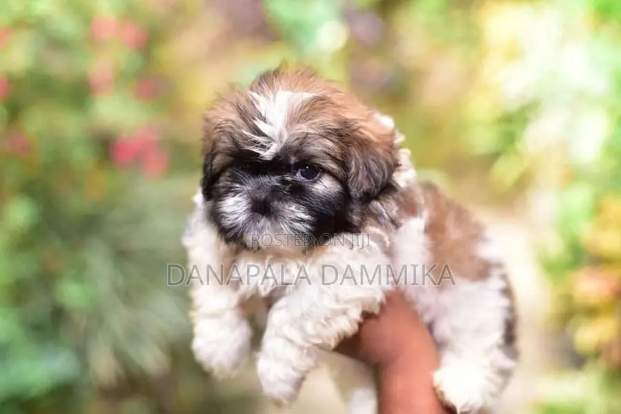 Shih Tzu Puppy