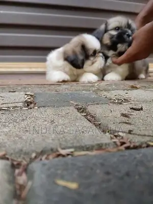 Shihtzu Puppy