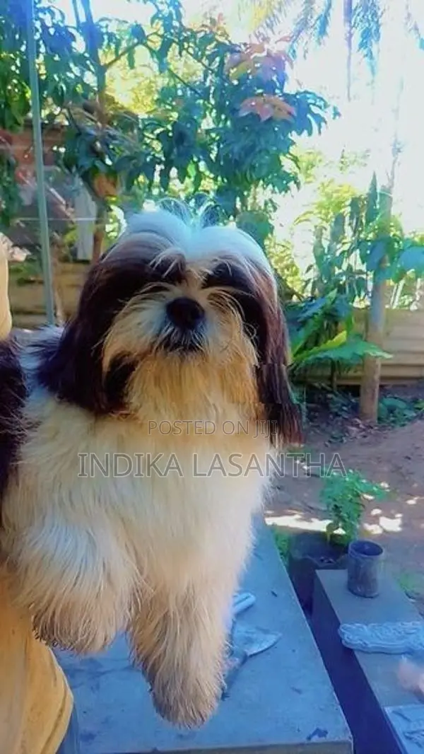 Shihtzu Puppy