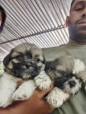 Shihtzu Puppy