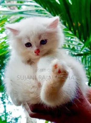 Persian Puppies