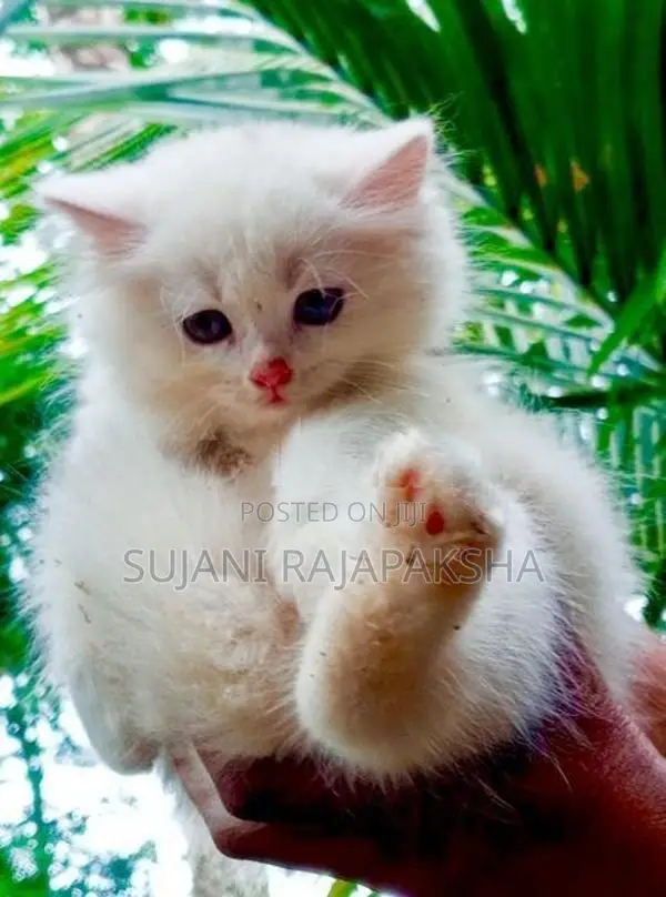 Persian Puppies