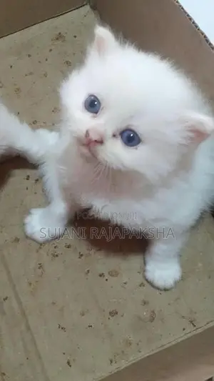 Persian Puppies