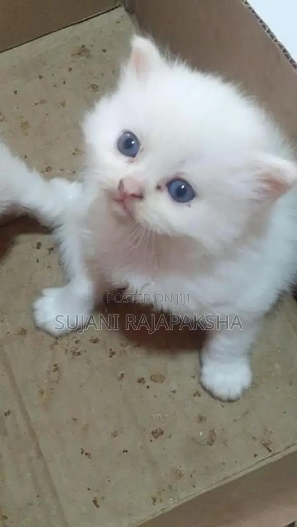 Persian Puppies