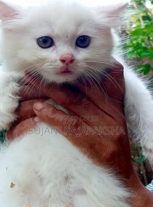 Persian Puppies