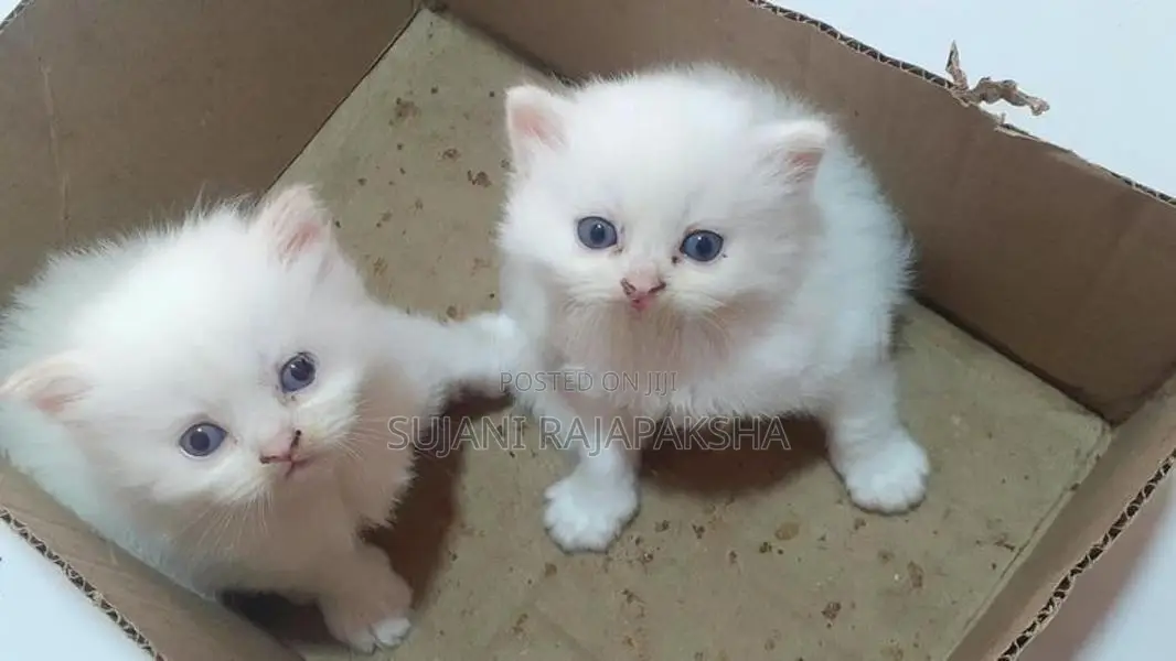 Persian Puppies