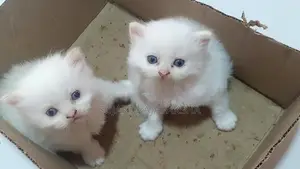 Persian Puppies