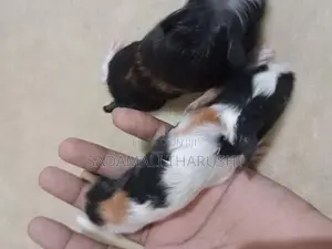 Guinea Pig