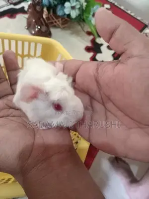 Guinea Pig