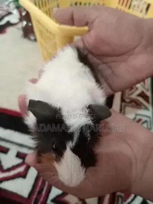 Guinea Pig