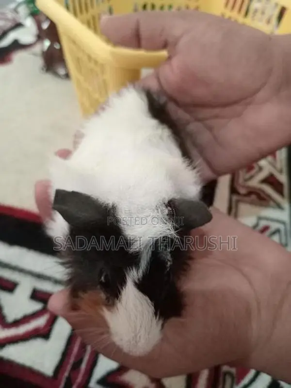 Guinea Pig