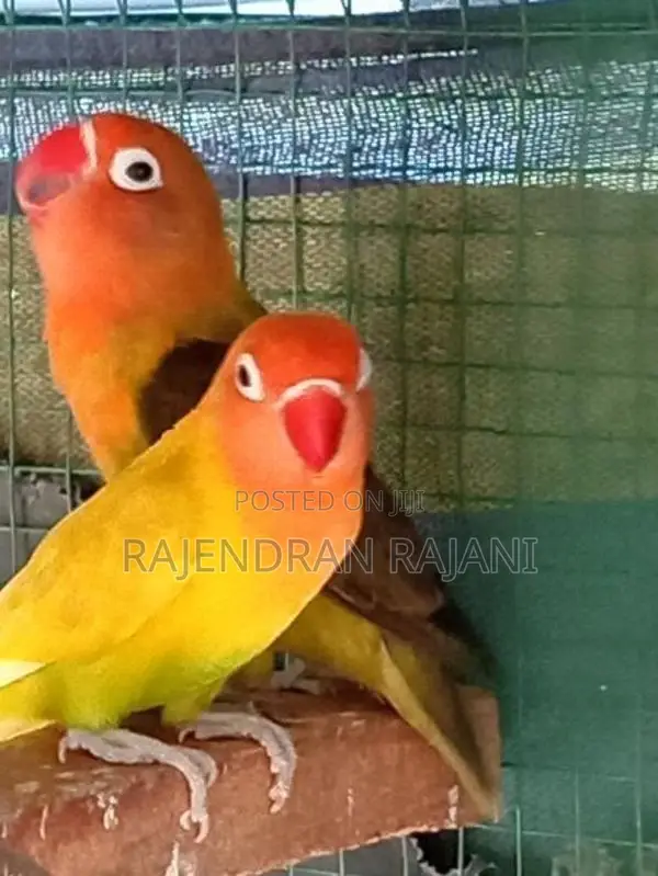 African Birds