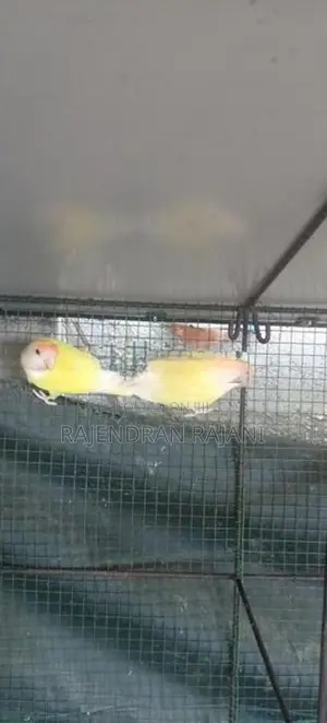 African Birds