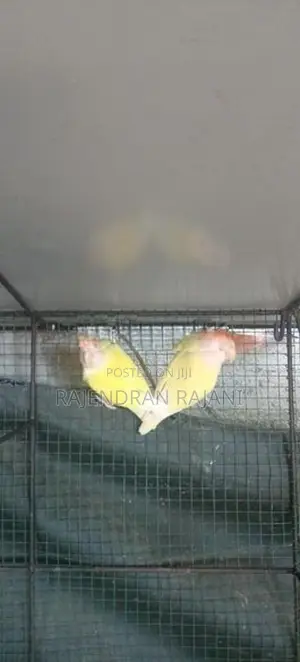 African Birds