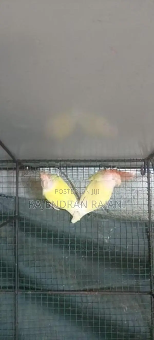 African Birds