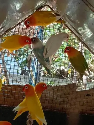 African Birds