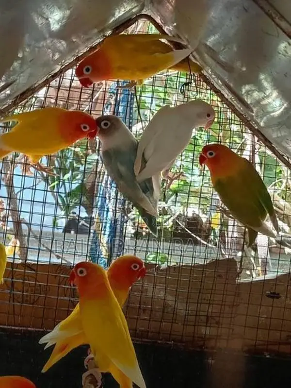African Birds