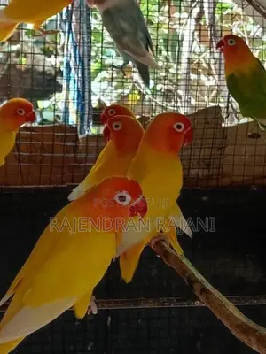 African Birds