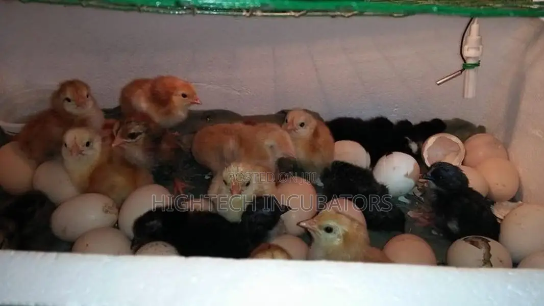 56 Egg Incubator