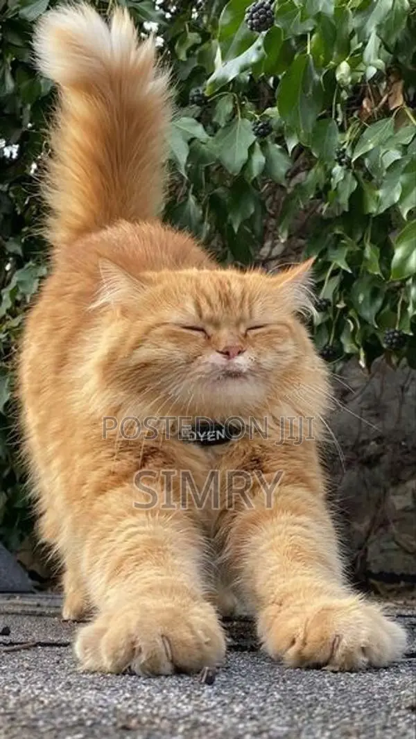Persian Cat