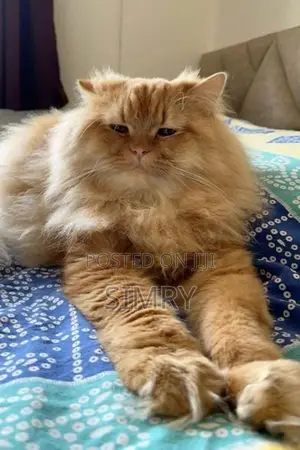 Persian Cat