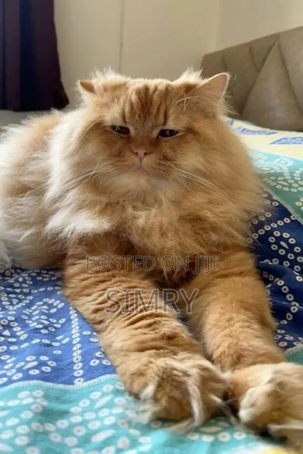 Persian Cat