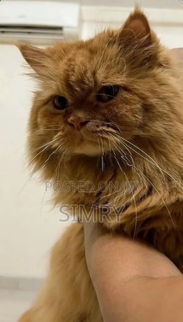 Persian Cat