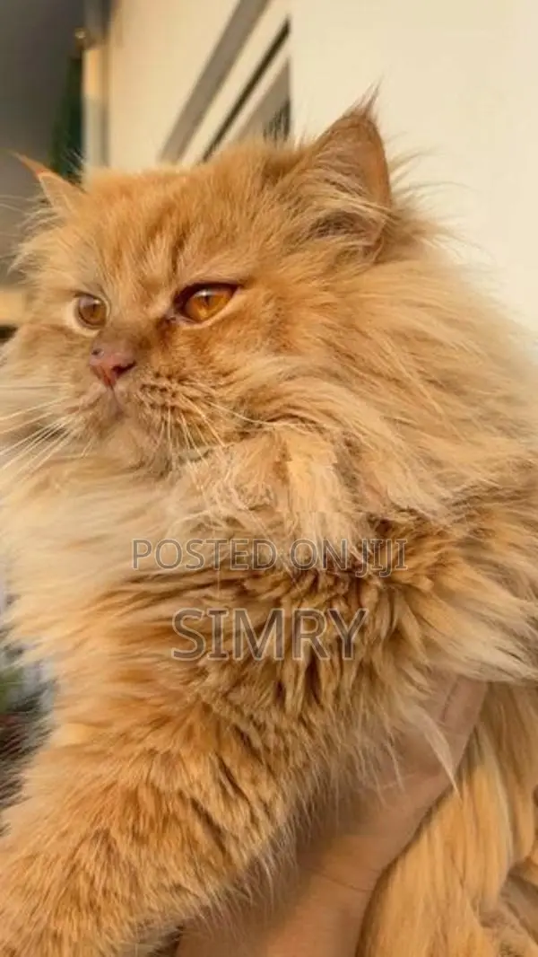 Persian Cat