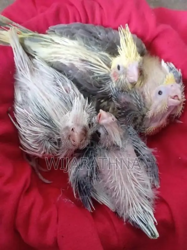 Cockatiel Birds