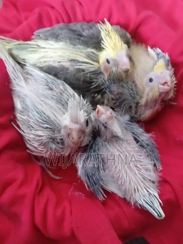 Cockatiel Birds