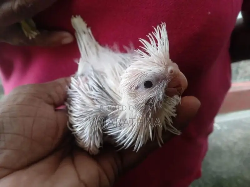 Cockatiel Birds